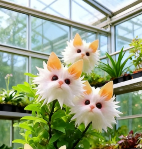 AuraBloom – Magiska kattögefrön