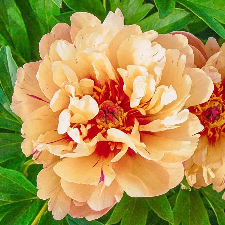 BloomRare – Sällsynta Klättrande Pionlökar