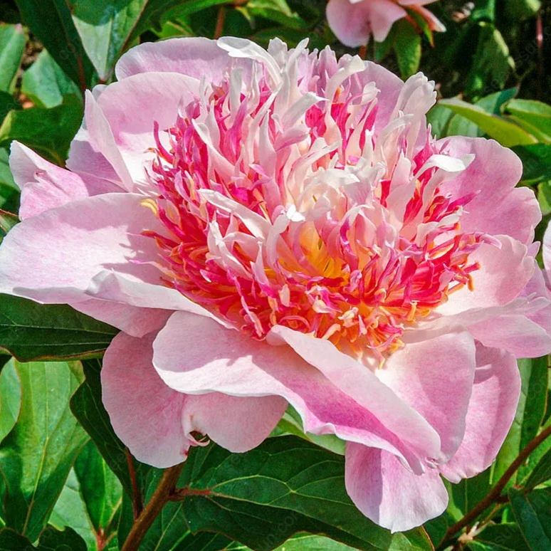 BloomRare – Sällsynta Klättrande Pionlökar
