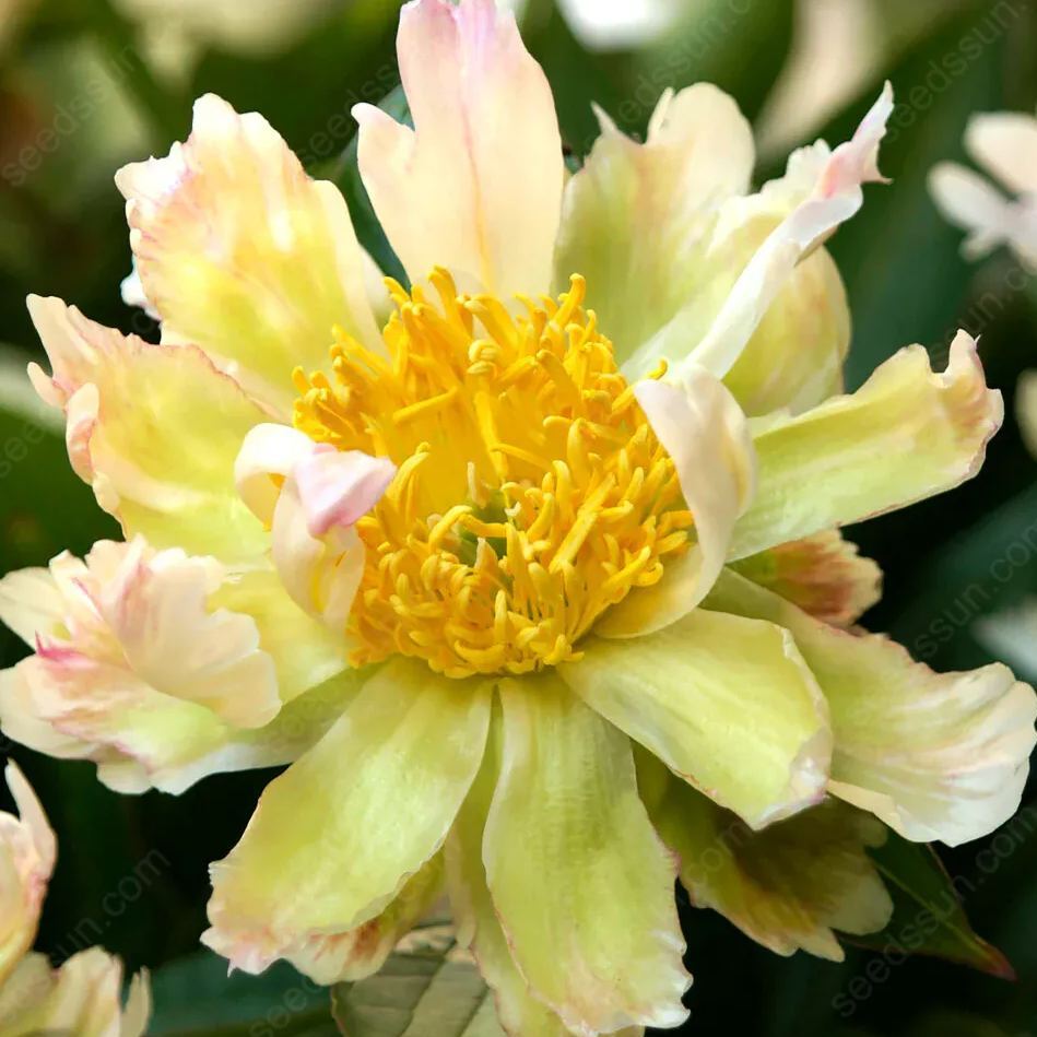 BloomRare – Sällsynta Klättrande Pionlökar