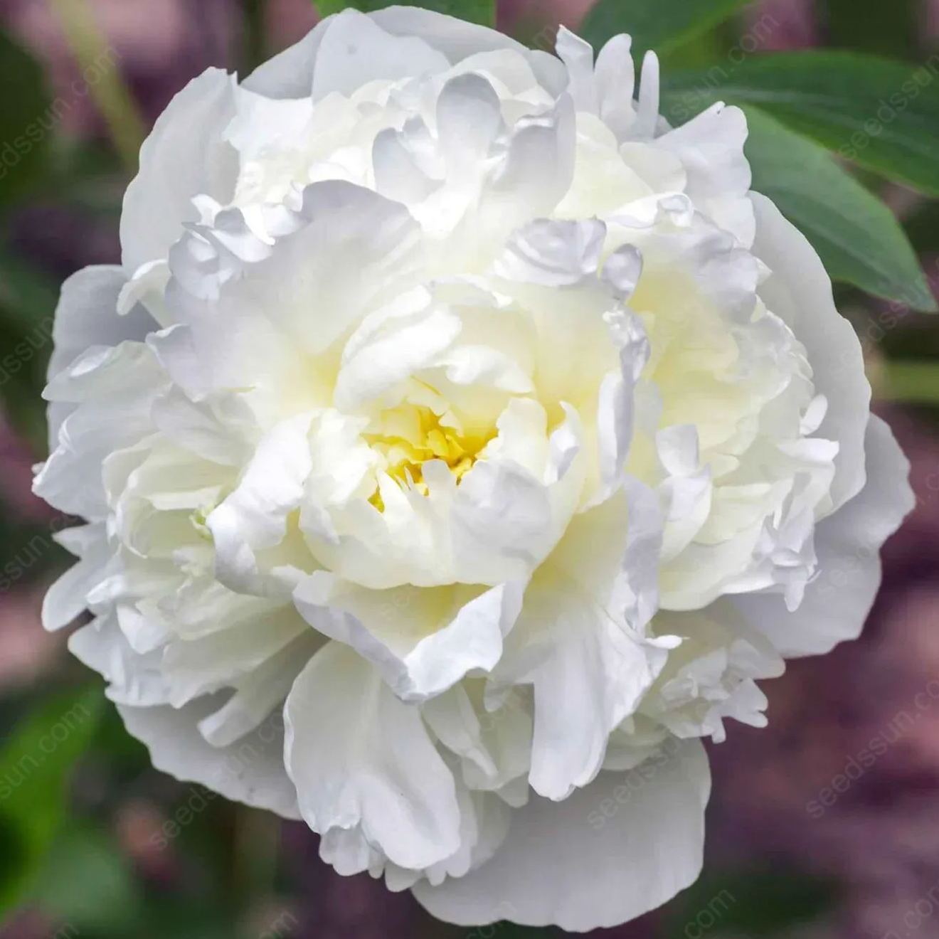 BloomRare – Sällsynta Klättrande Pionlökar