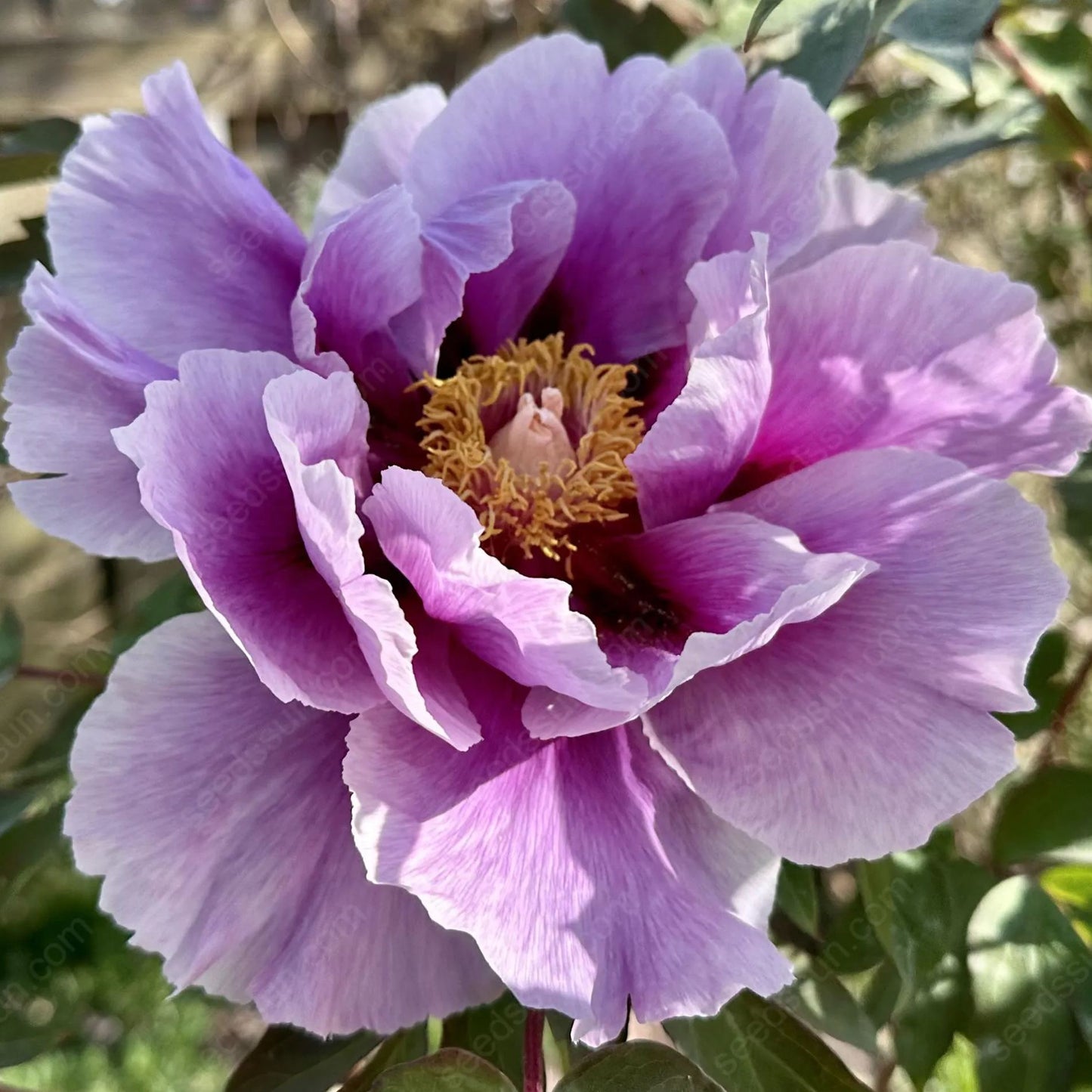 BloomRare – Sällsynta Klättrande Pionlökar